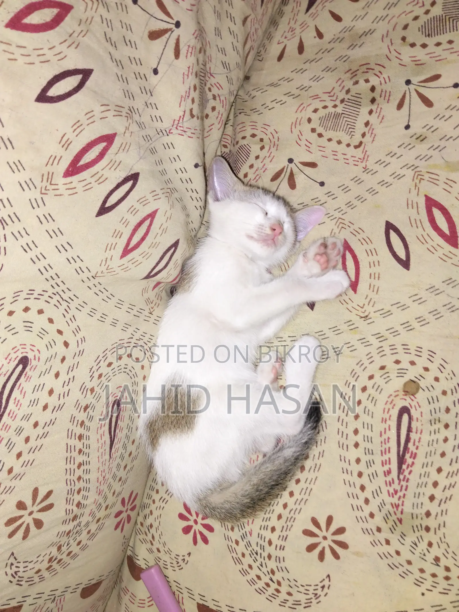 0-1 month Female Mixed Breed Bengal