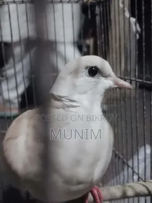 ২ জোড়ক ঘুঘু বিক্রি হবে
