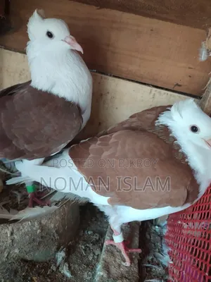 রানিং রাজ গোল্লা কবুতর বিক্রি হবে।