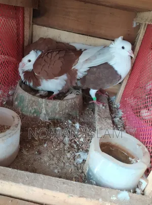 রানিং রাজ গোল্লা কবুতর বিক্রি হবে।