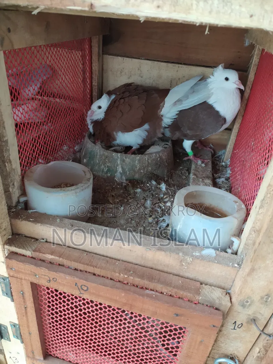 রানিং রাজ গোল্লা কবুতর বিক্রি হবে।