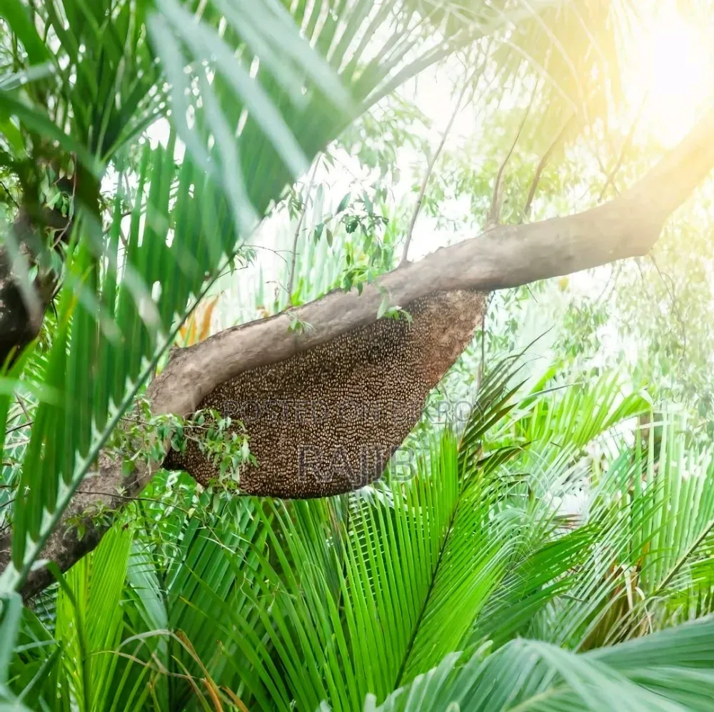 (১কেজি) লিচু ফুলের খাঁটি মধু