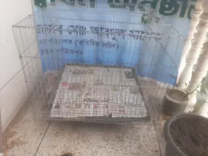 ২৪/২৪ কেইজ