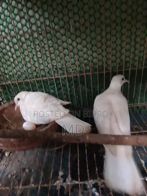 Running Fancy Pigeon