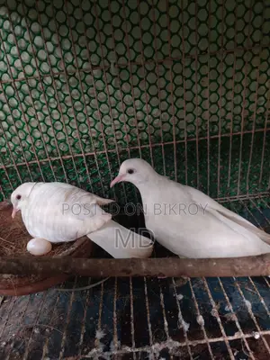 Running Fancy Pigeon