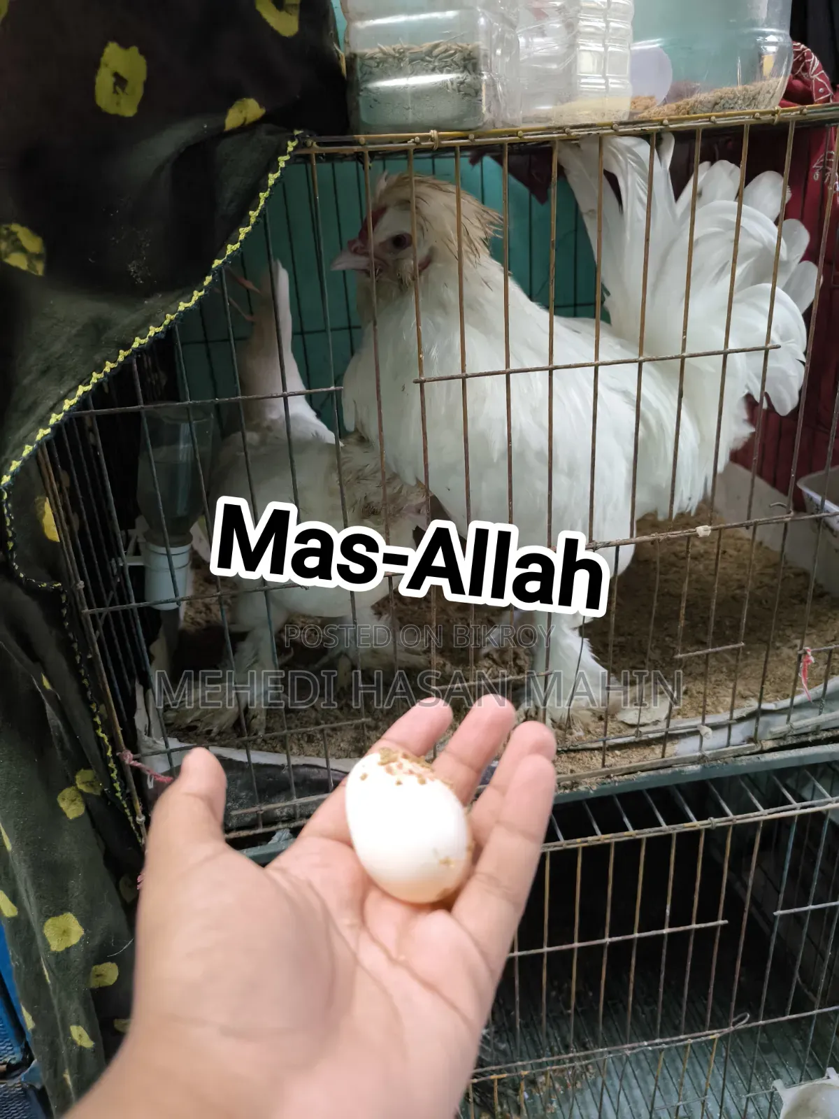 তুর্কি সুলতান মুরগির বীজ ডিম সেল করা হবে