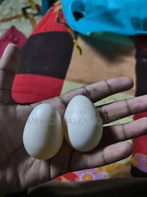 তুর্কি সুলতান মুরগির বীজ ডিম সেল করা হবে