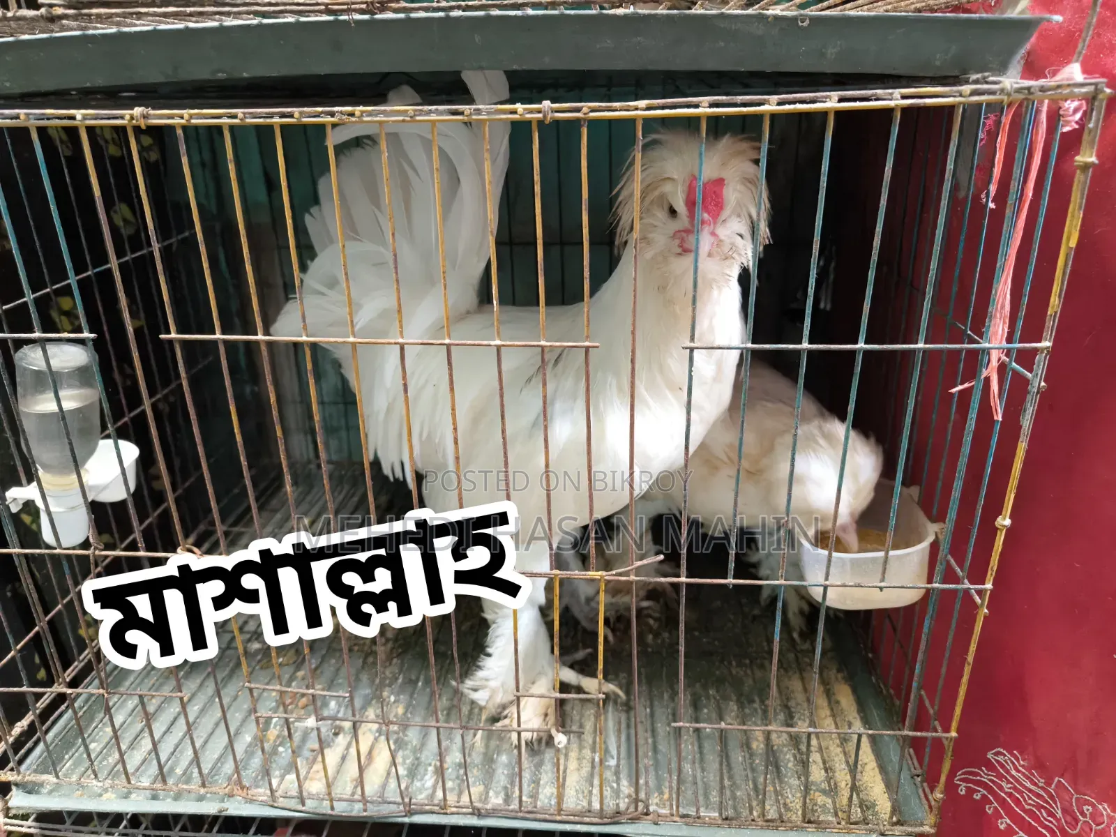 তুর্কি সুলতান মুরগির বীজ ডিম সেল করা হবে