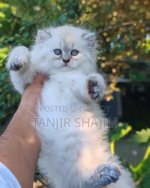 1-3 months Female Purebred Persian