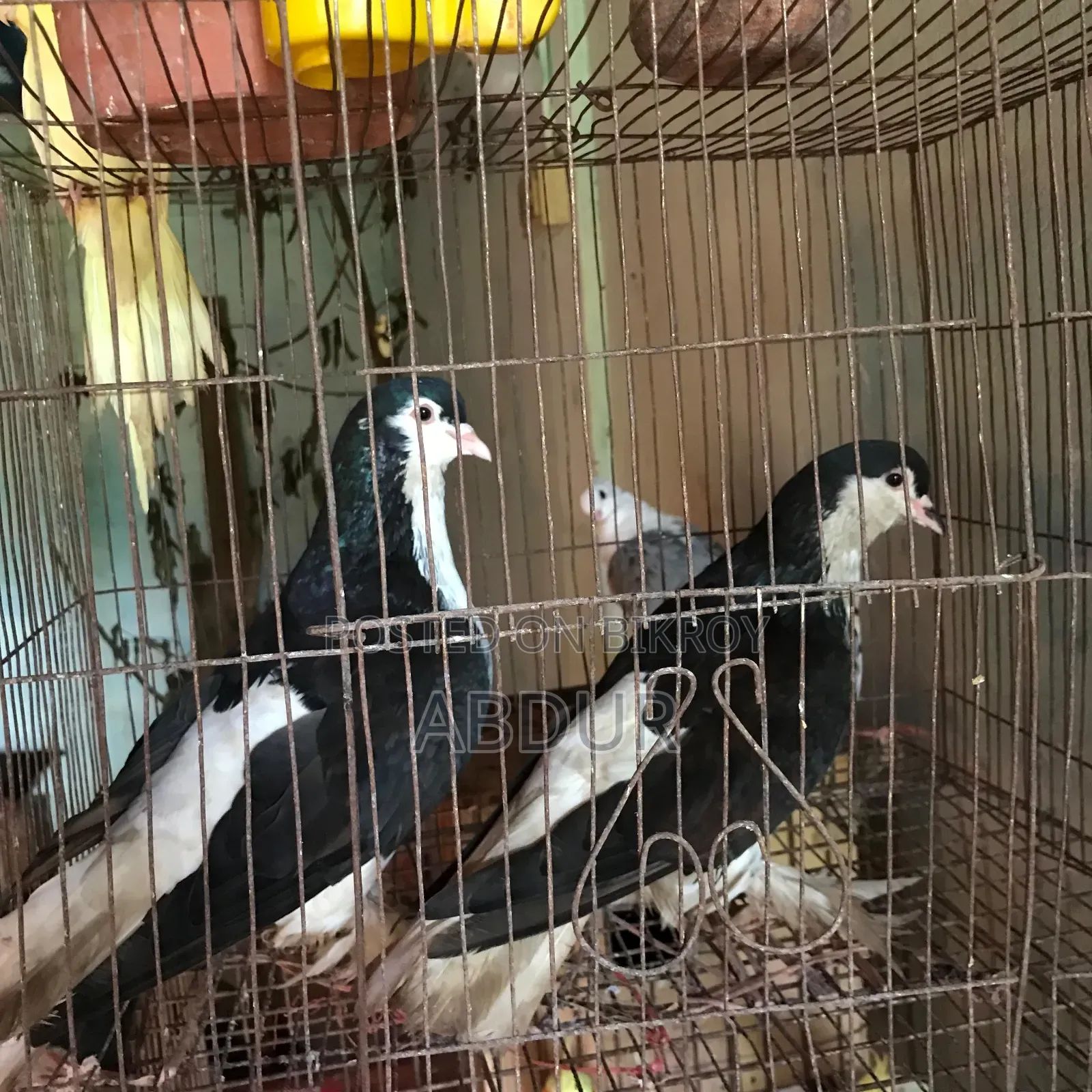 সিরাজি রানিং পেয়ার