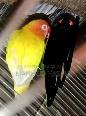 Love Bird Lutino