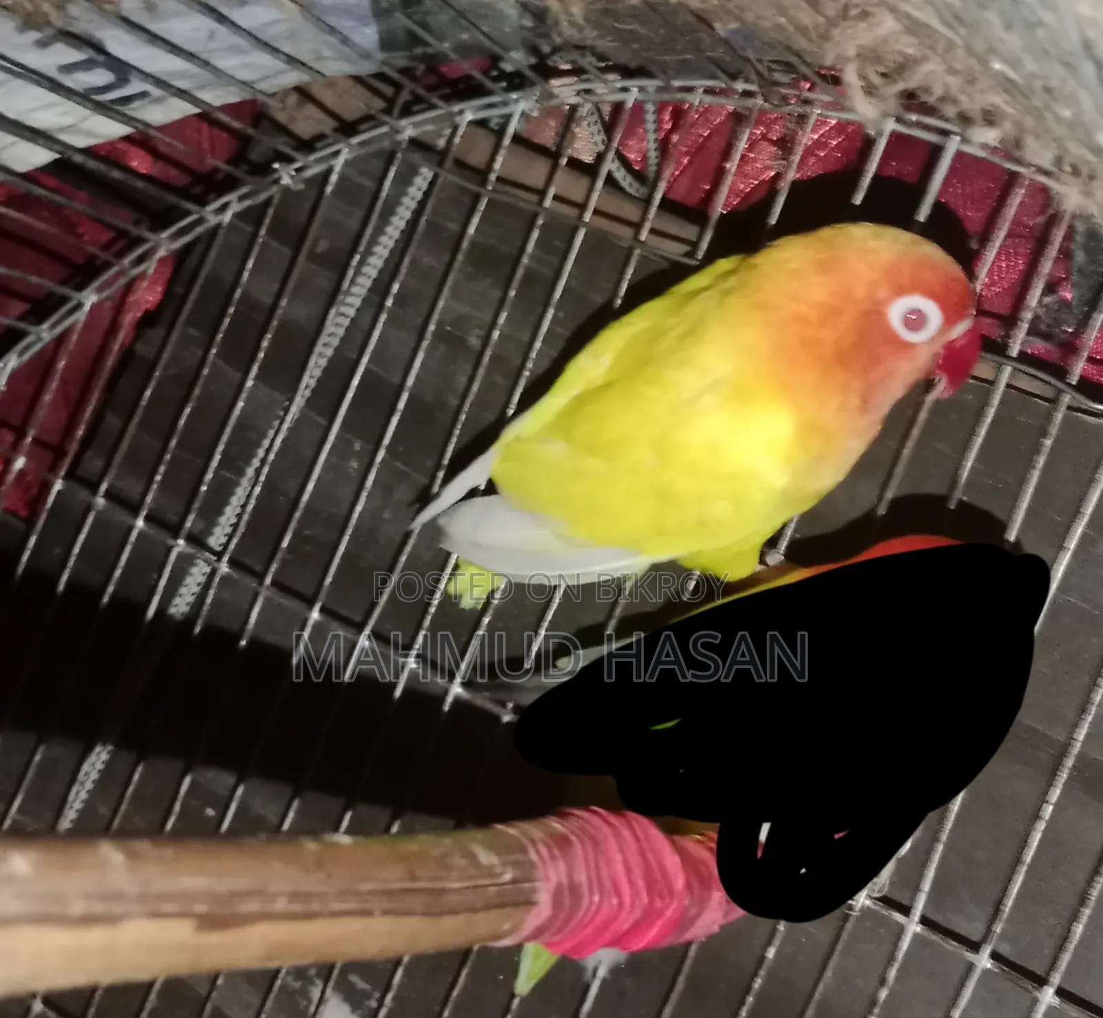 Love Bird Lutino