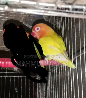 Love Bird Lutino