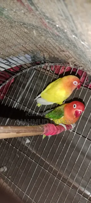 Love Bird Lutino