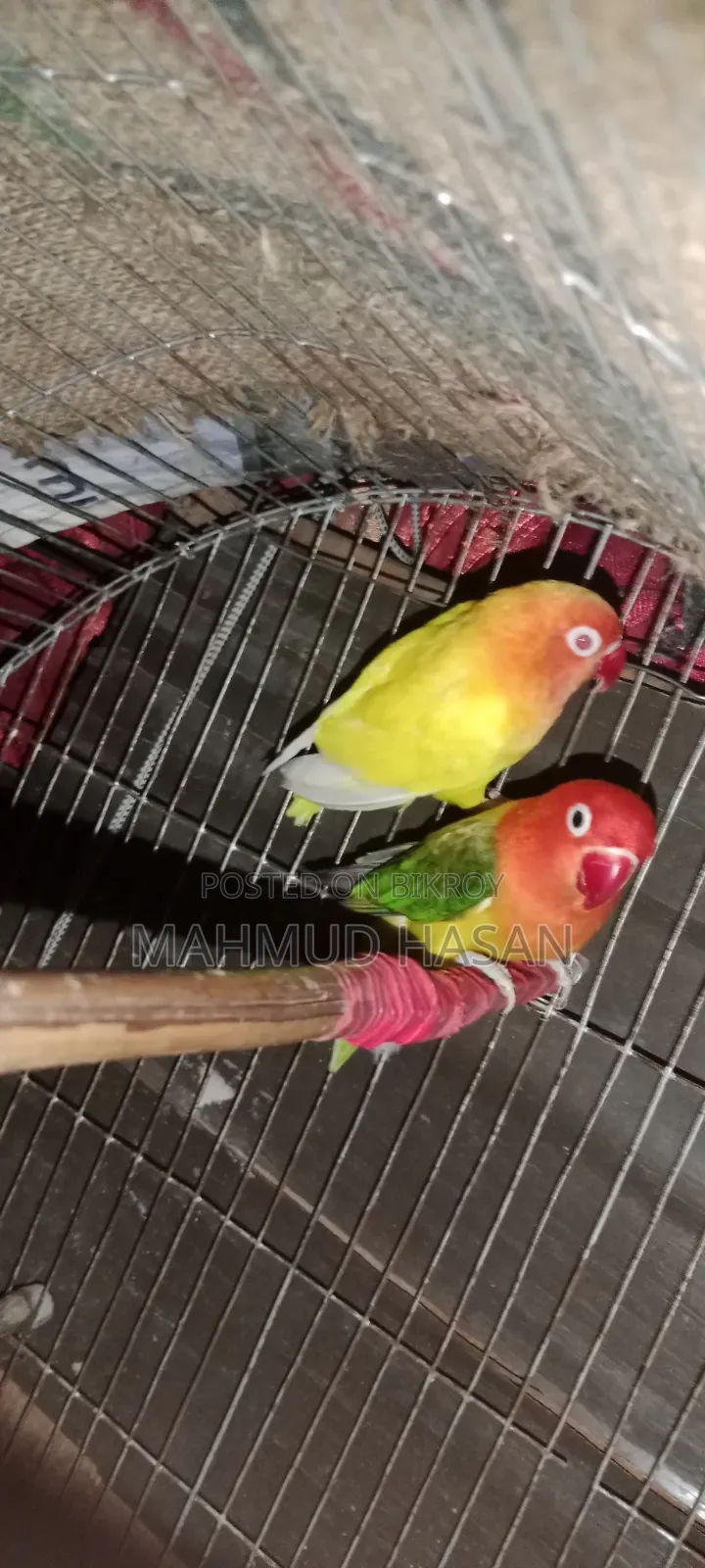 Love Bird Lutino