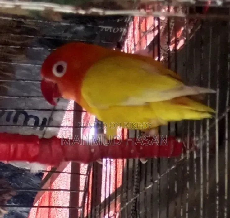 Love Bird Lutino
