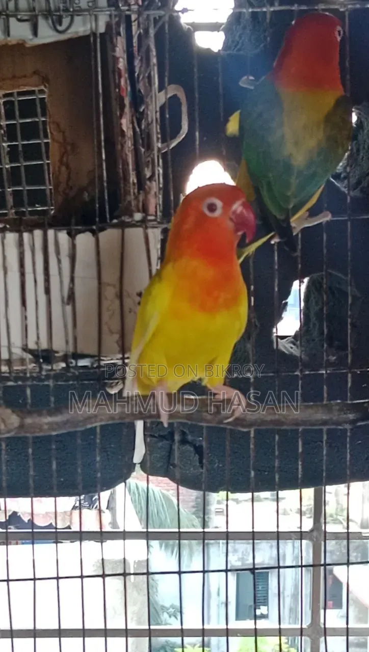Love Bird Lutino