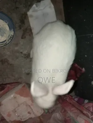 খরগসের জোরা টা বিক্রি করে দিবো