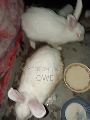 খরগসের জোরা টা বিক্রি করে দিবো