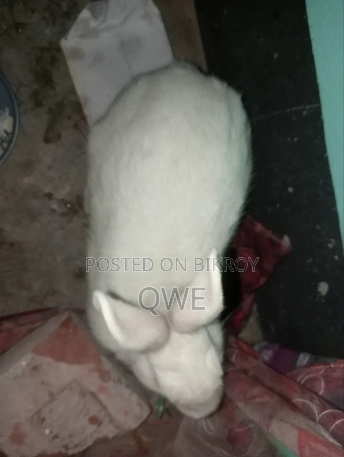 খরগসের জোরা টা বিক্রি করে দিবো