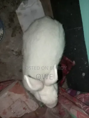 খরগসের জোরা টা বিক্রি করে দিবো