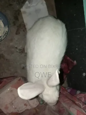 খরগসের জোরা টা বিক্রি করে দিবো