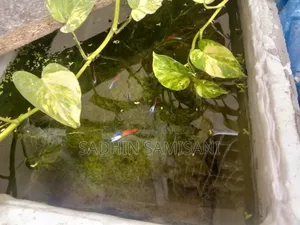 RTP Guppy for Sale