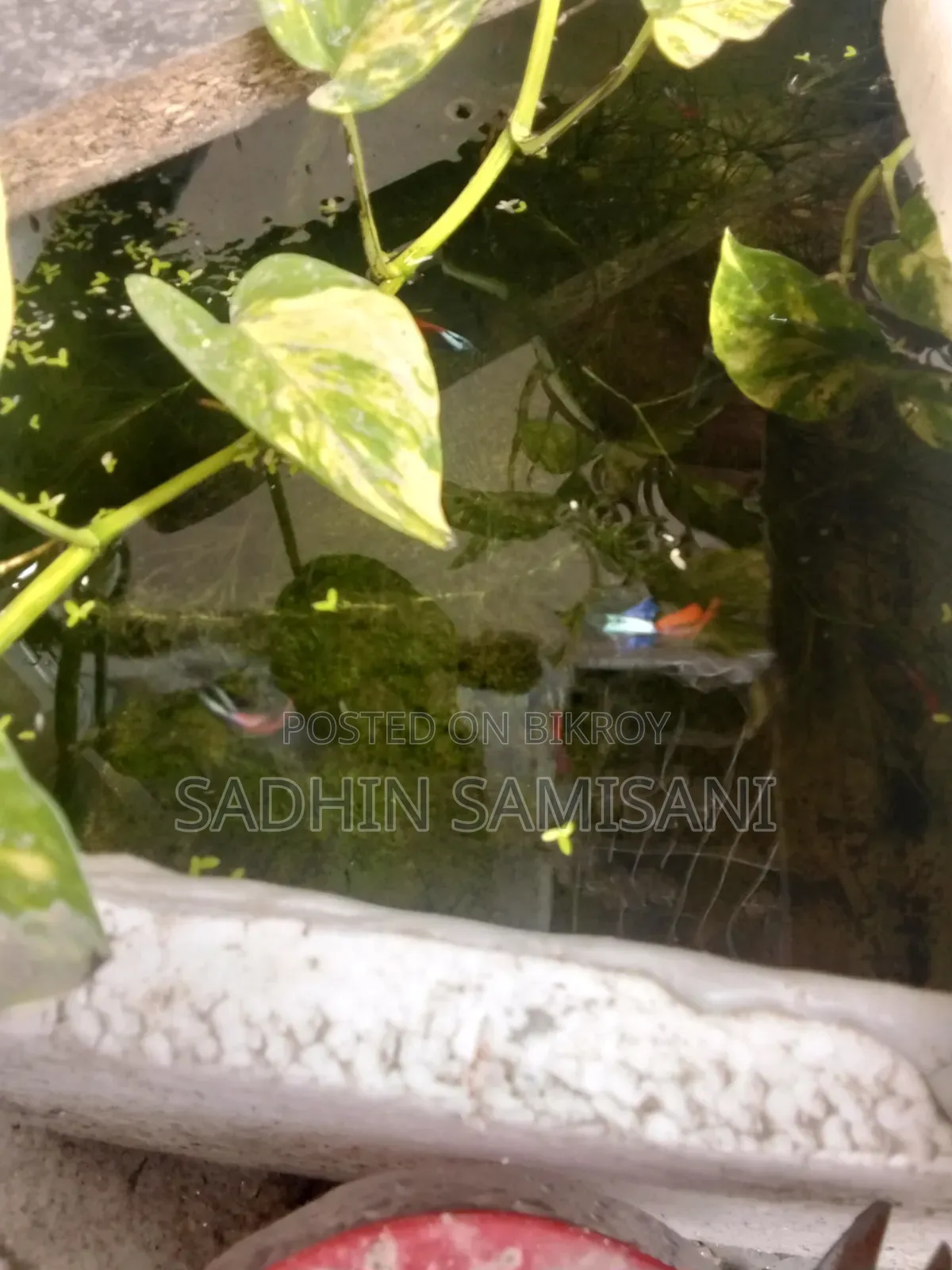 RTP Guppy for Sale