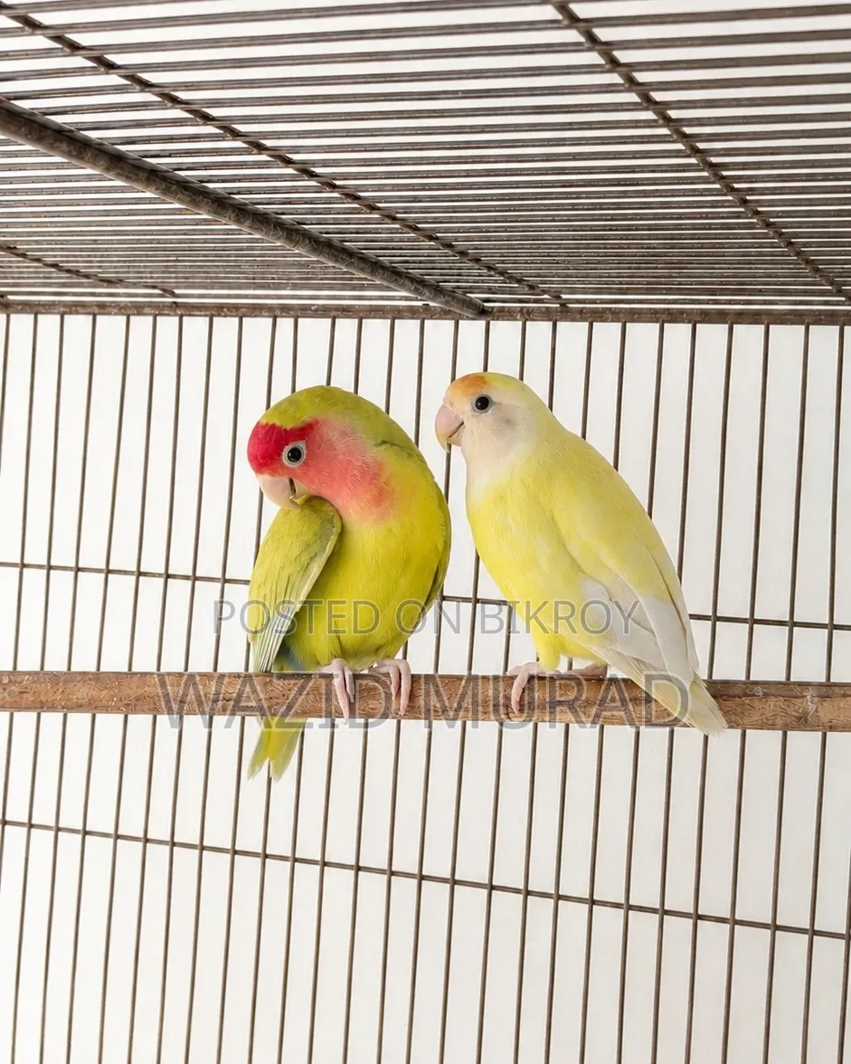 ব্রিডিং লাভবার্ড জোড়া