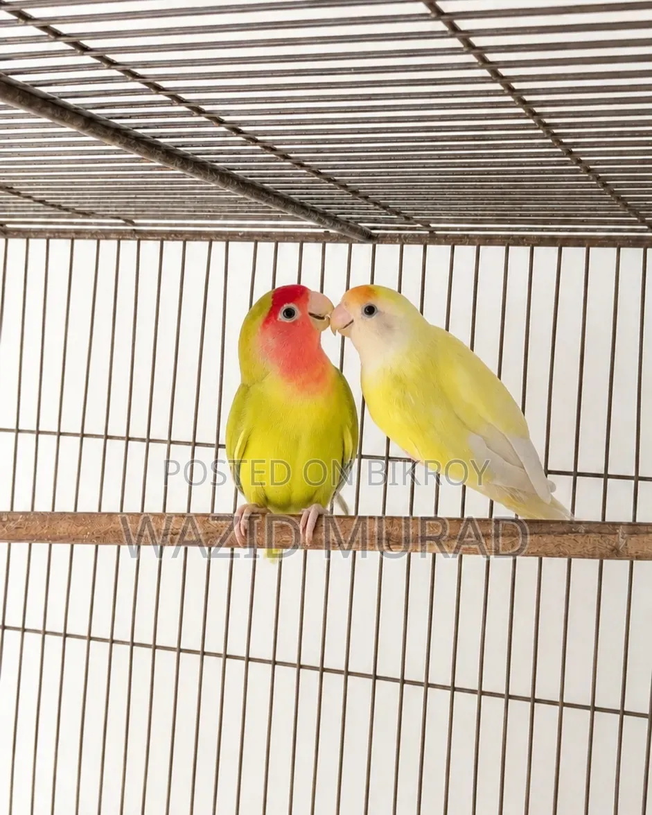 ব্রিডিং লাভবার্ড জোড়া