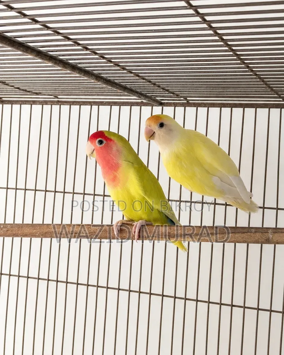 ব্রিডিং লাভবার্ড জোড়া
