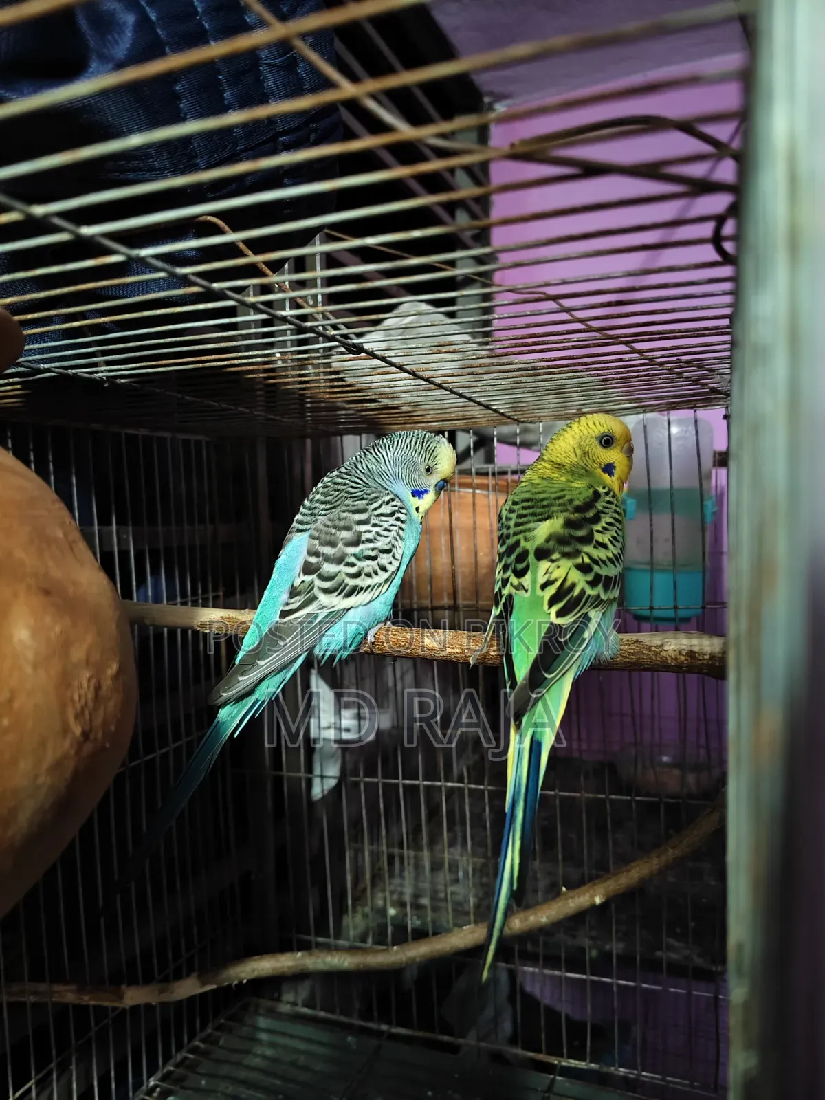 বাজরিগার পাখি জোড়া বিক্রি করা হবে