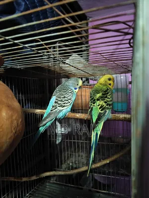 বাজরিগার পাখি জোড়া বিক্রি করা হবে