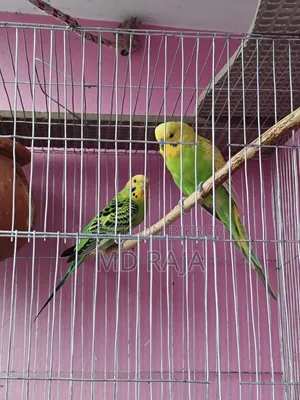 বাজরিগার পাখি জোড়া বিক্রি করা হবে