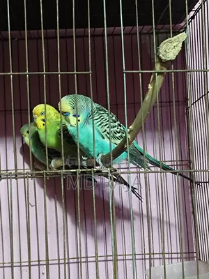 বাজরিগার পাখি জোড়া বিক্রি করা হবে