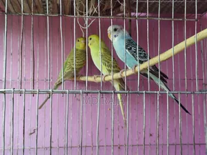 বাজরিগার পাখি জোড়া বিক্রি করা হবে