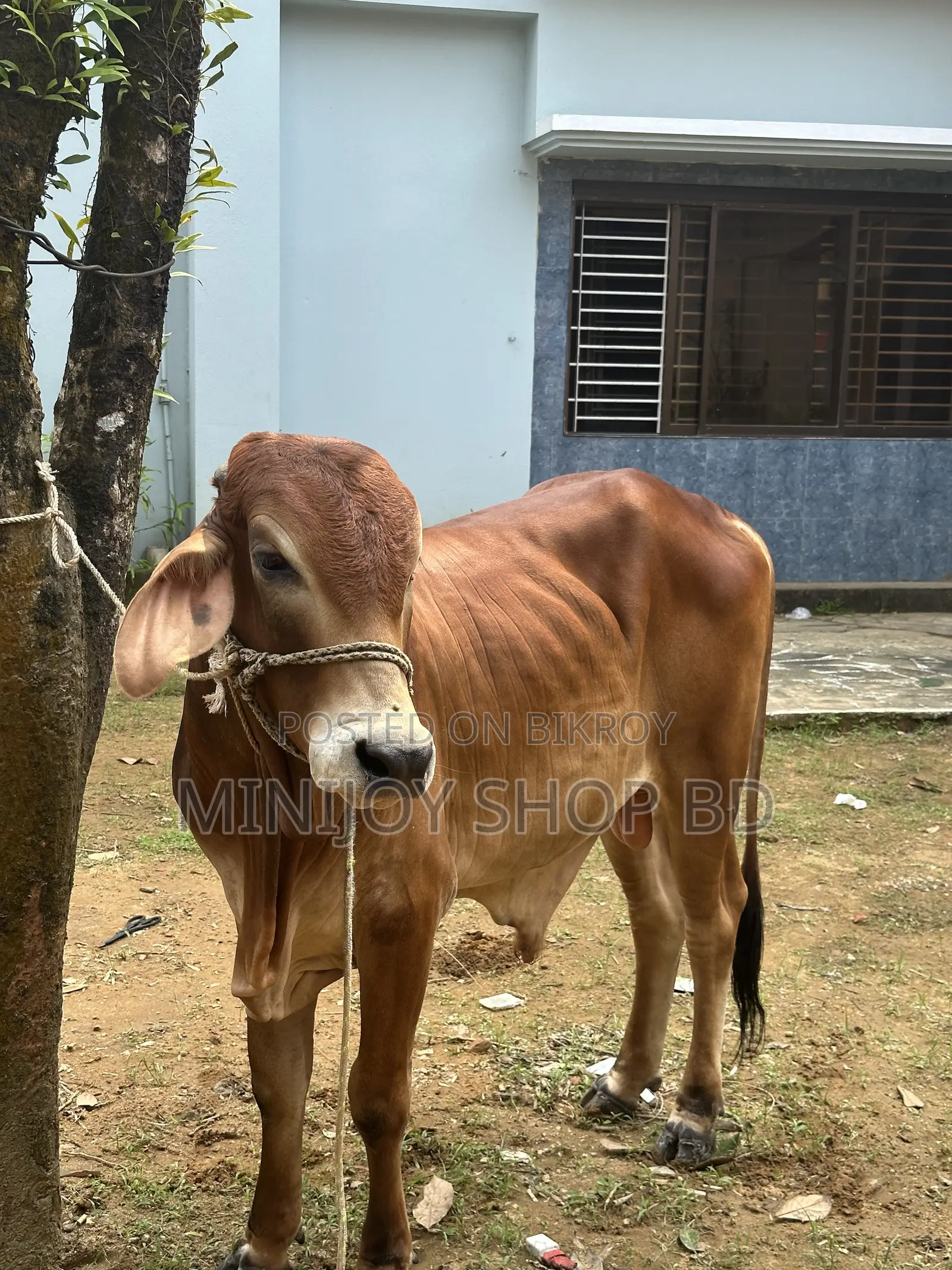 শাহিওয়াল ষাঁড় গরু