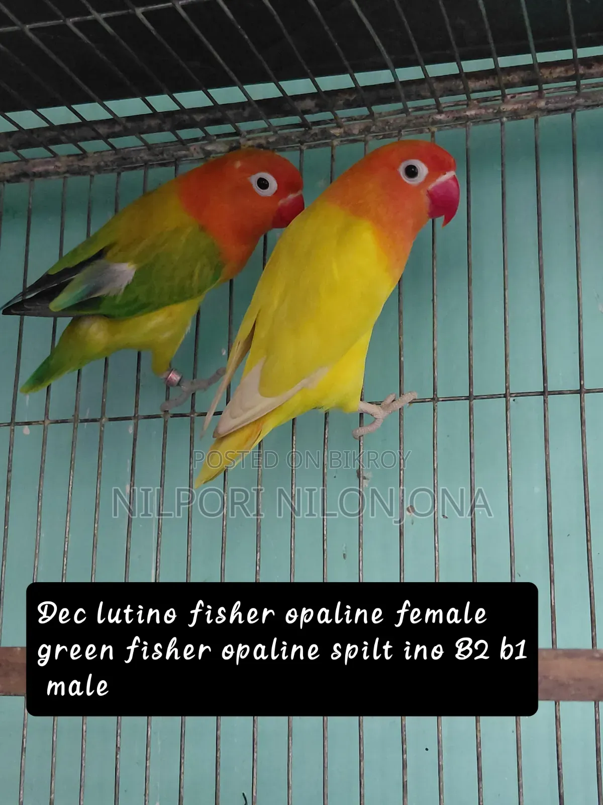 Love Bird All Sell