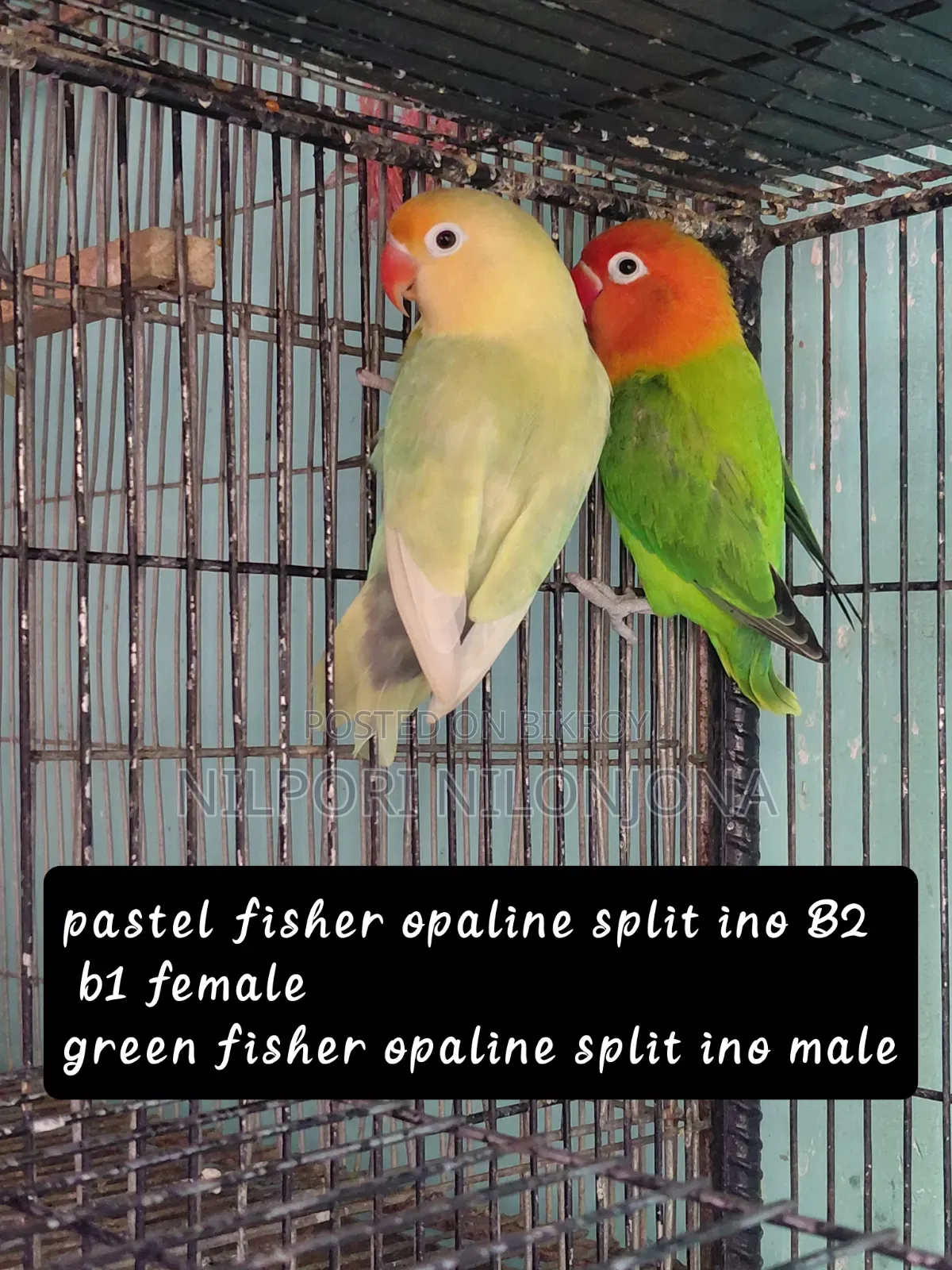 Love Bird All Sell