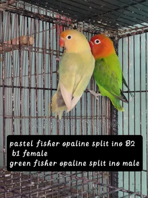 Love Bird All Sell