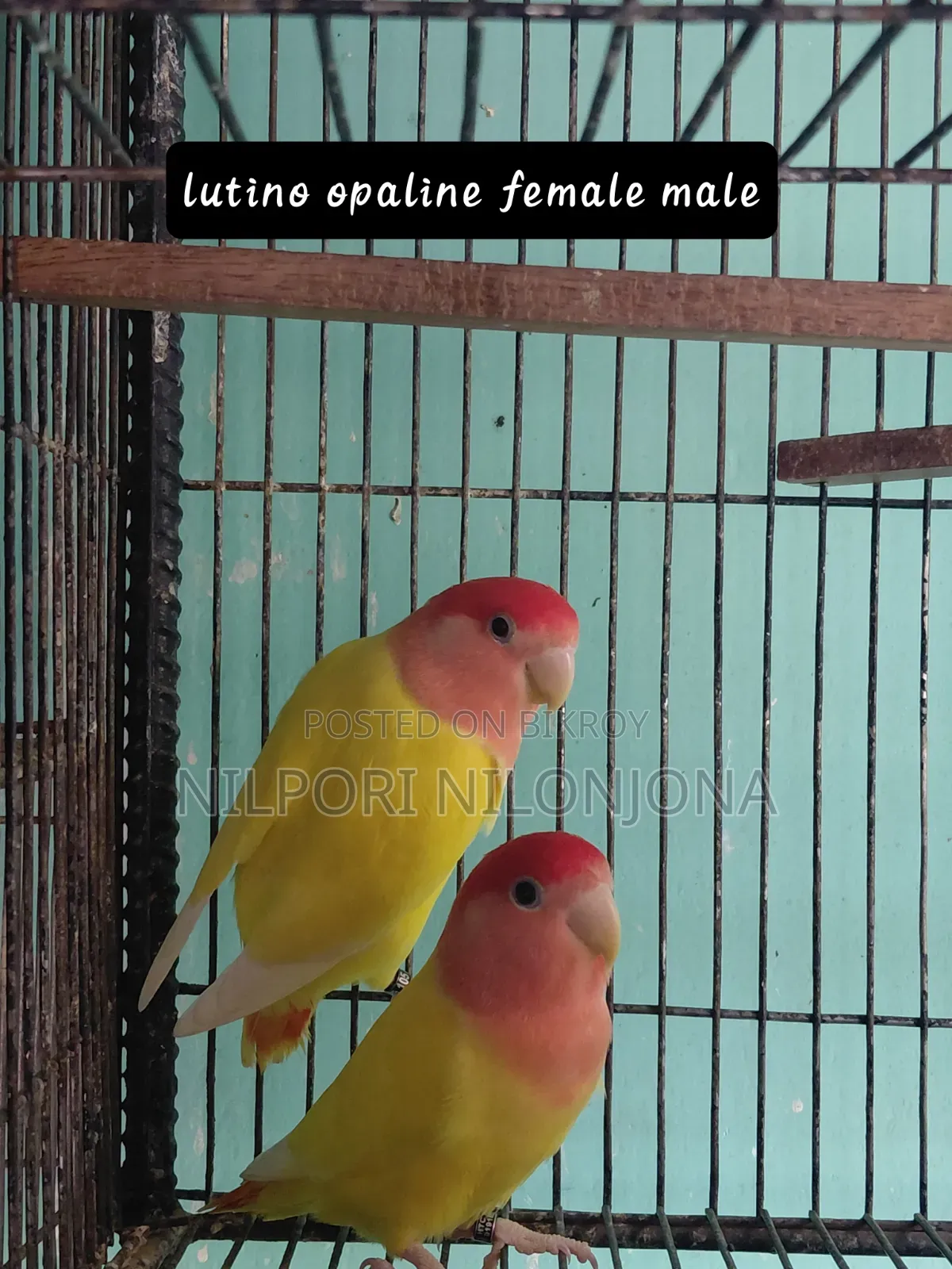 Love Bird All Sell