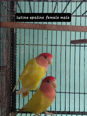 Love Bird All Sell