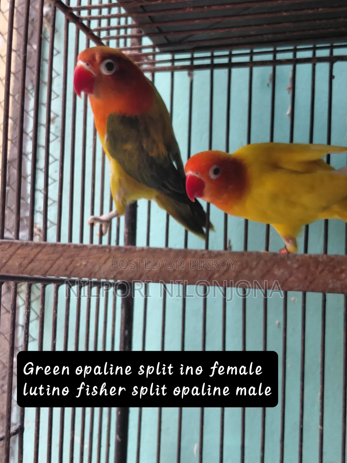 Love Bird All Sell