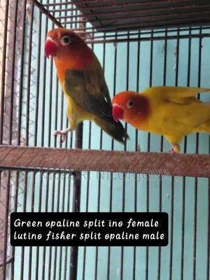 Love Bird All Sell