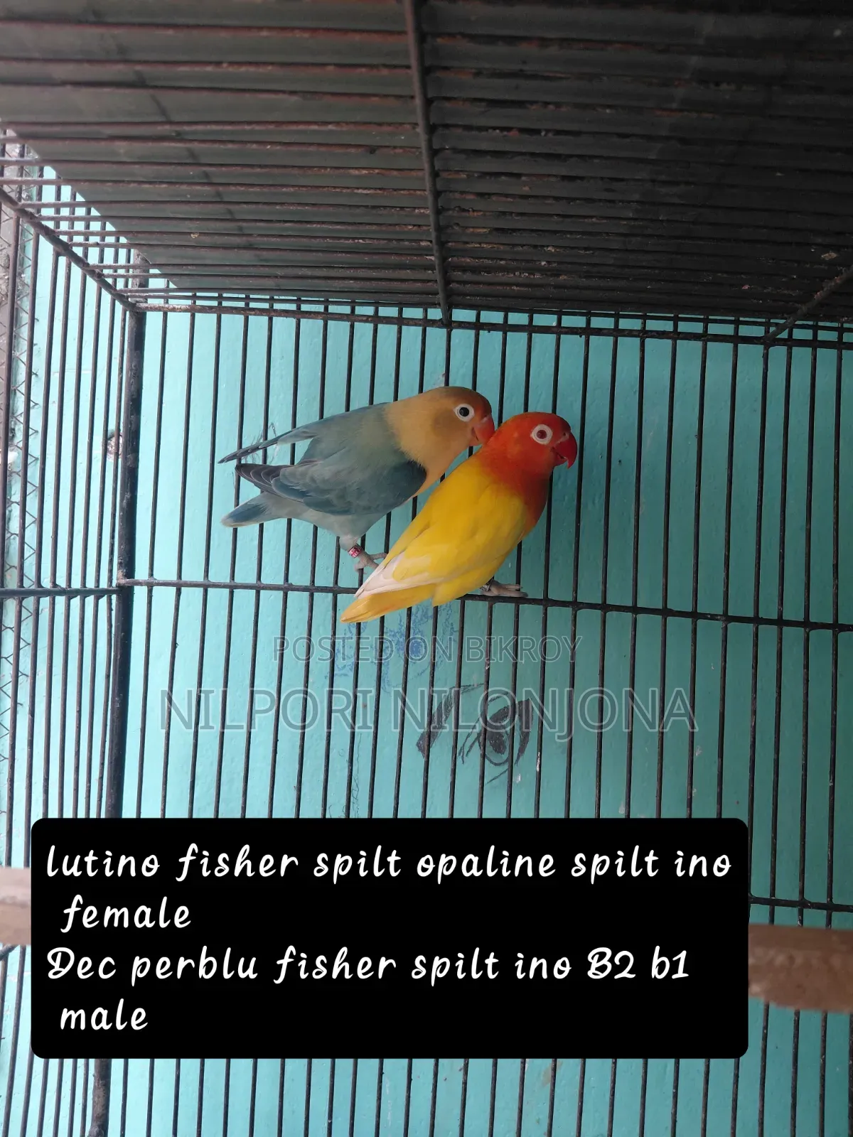 Love Bird All Sell