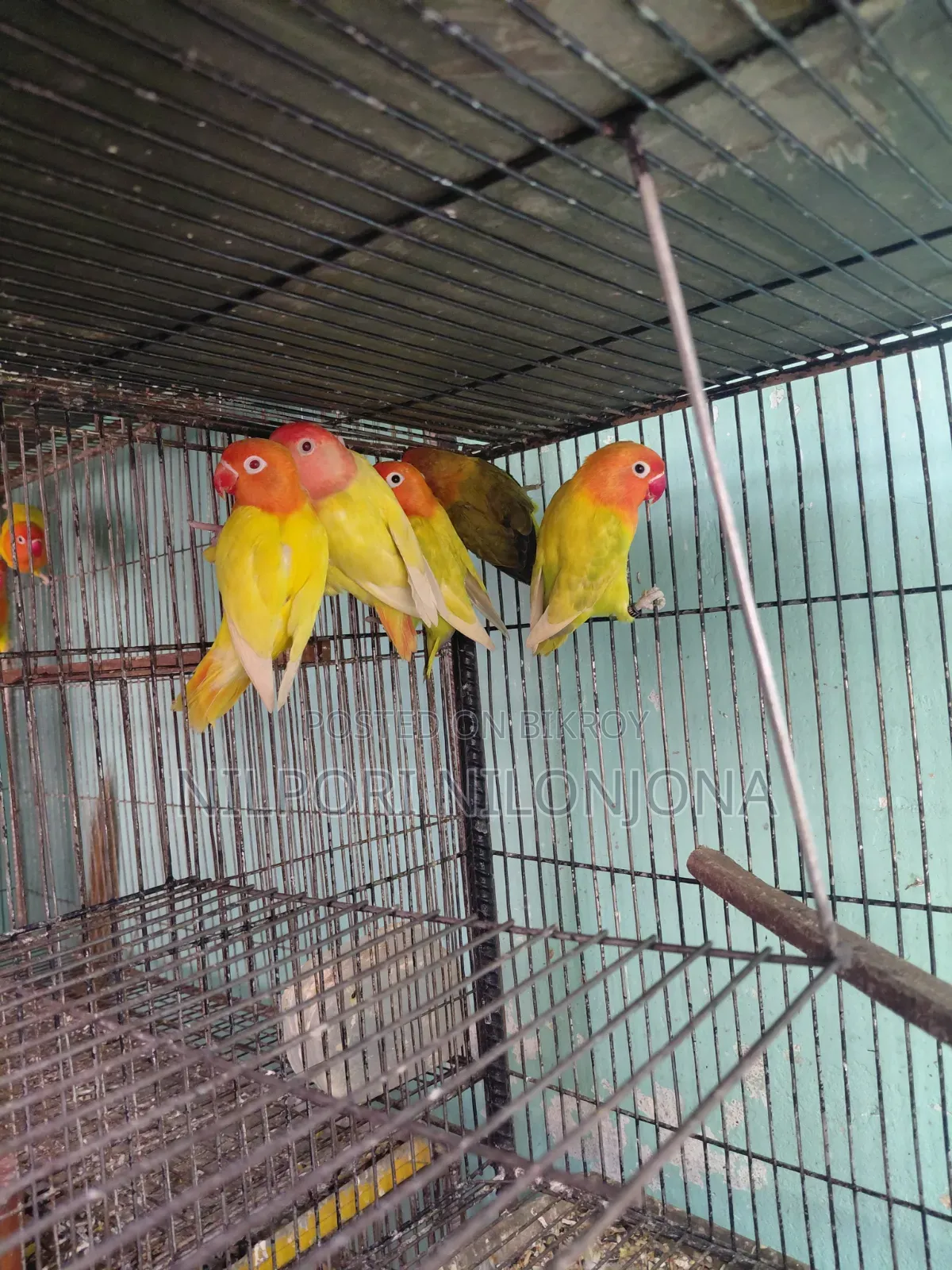 Love Bird All Sell