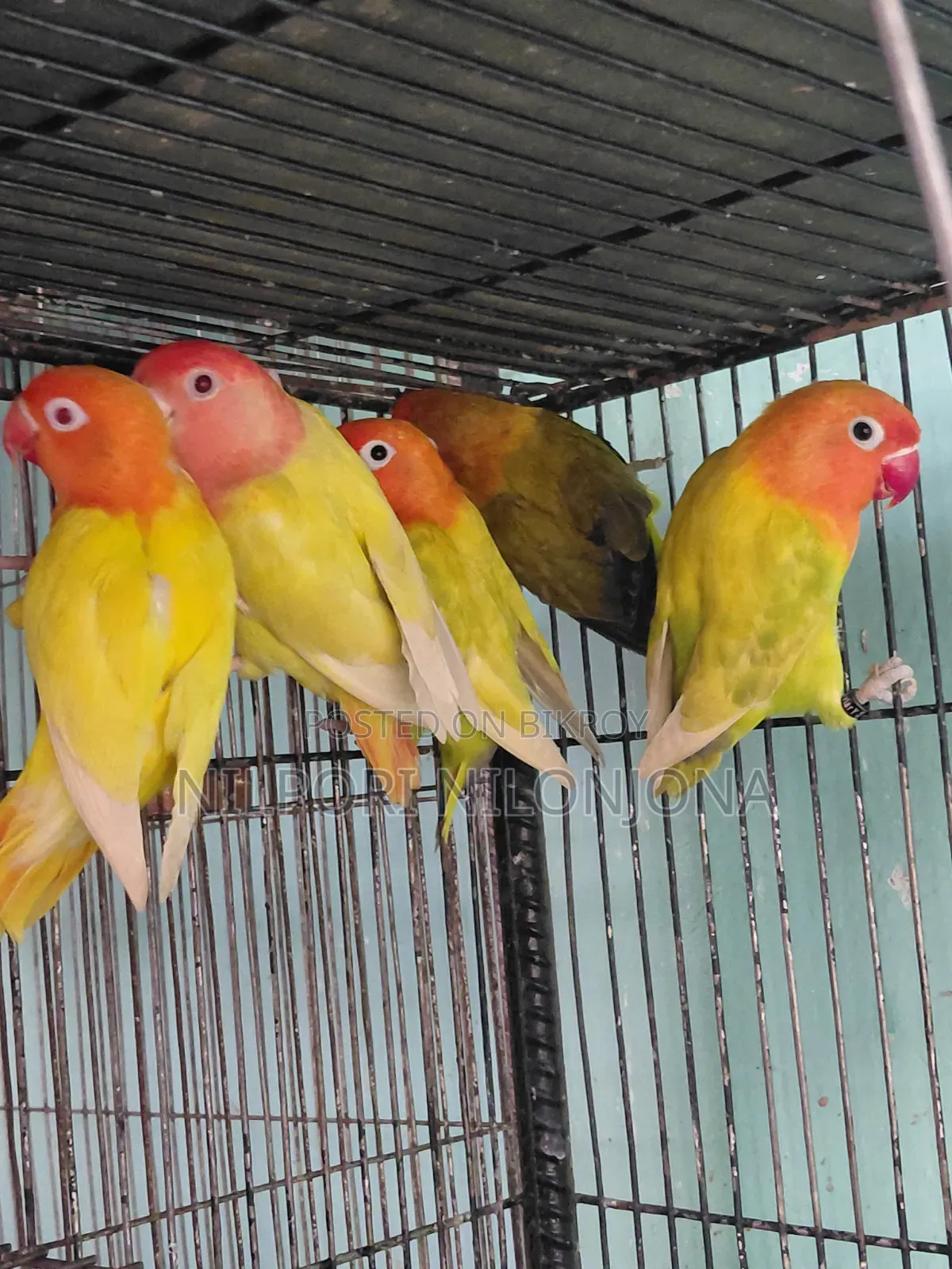 Love Bird All Sell