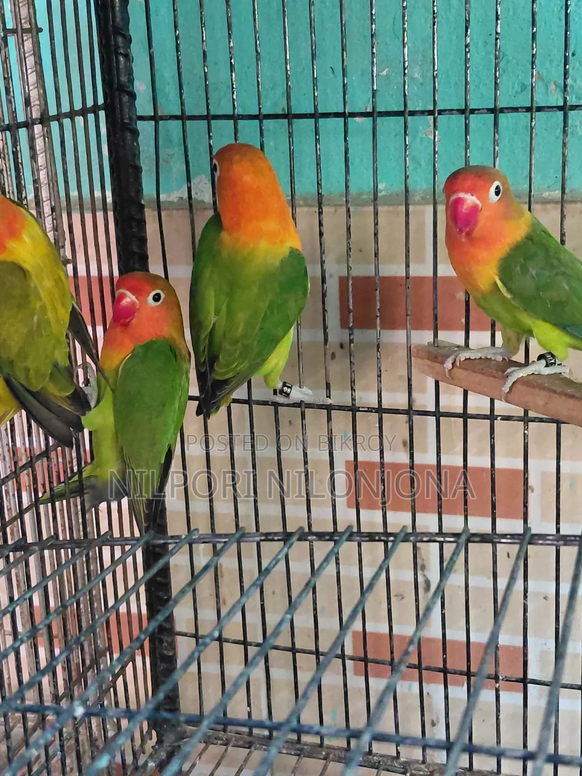 Love Bird All Sell