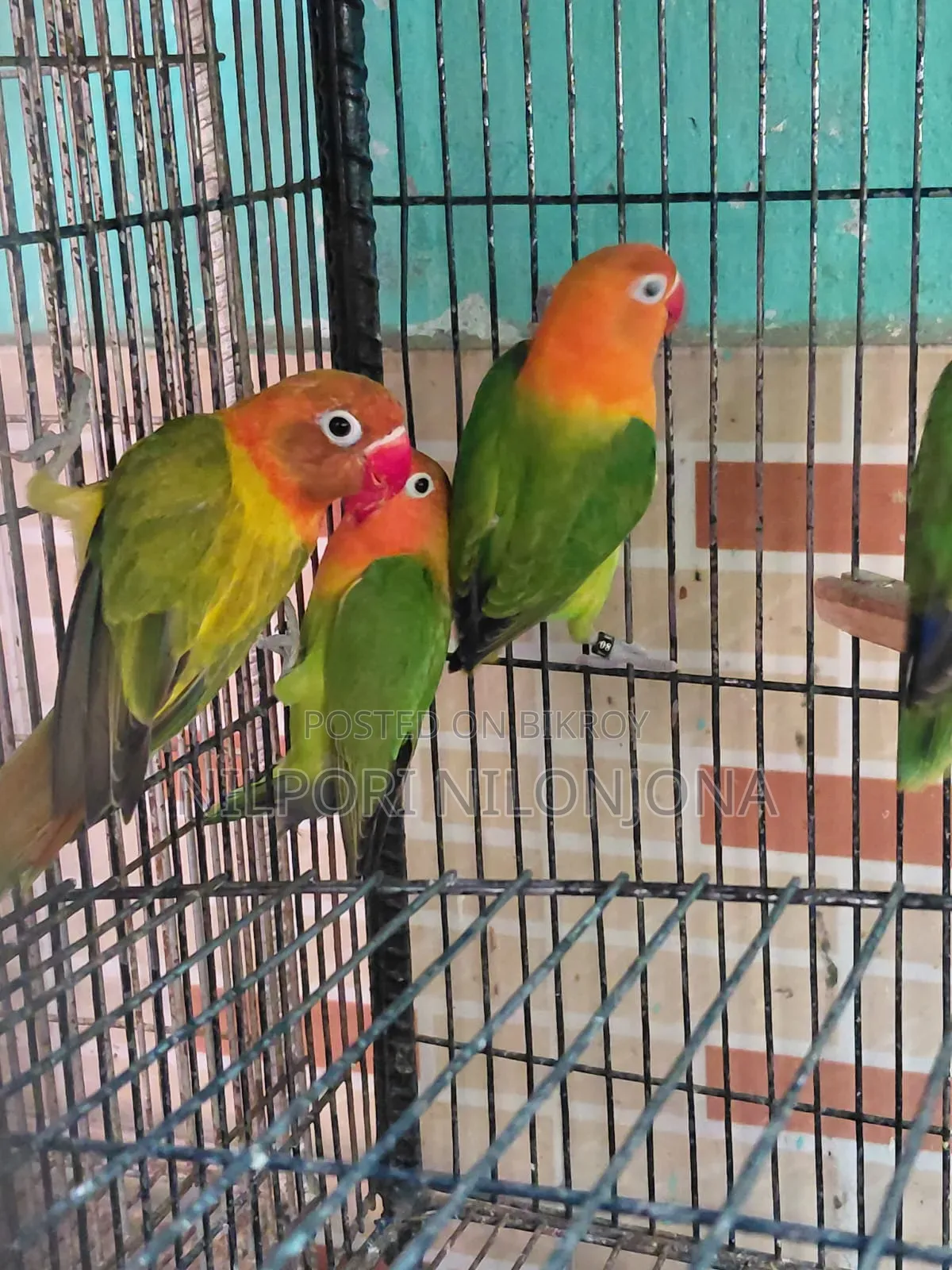Love Bird All Sell