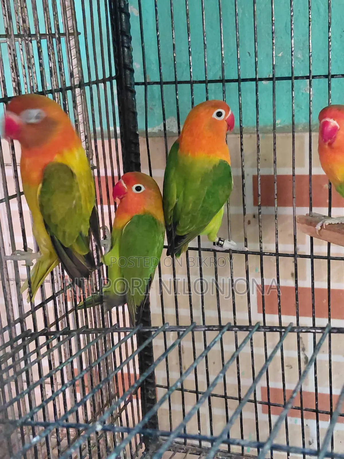 Love Bird All Sell
